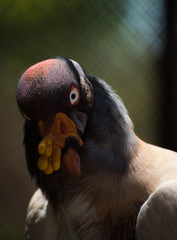  close up of a king vulture