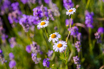 Fototapeta premium Lavander field in the summer