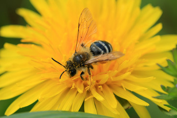 Wildbiene auf Nektarsuche
