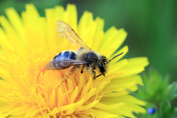 Wildbiene auf Nektarsuche