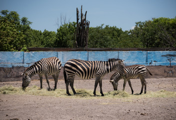 Fototapeta na wymiar Three zebras standing sideways eating grass in a zoo