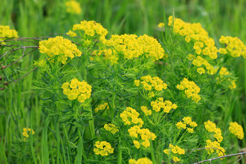 Obraz premium Zypressen-Wolfsmilch