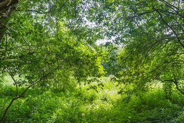 Fototapeta na wymiar Green vegetation background