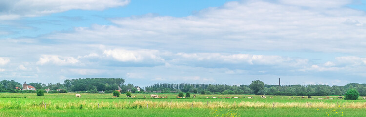 Fototapeta premium Cows standing in polder landscape
