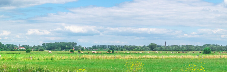 Fototapeta na wymiar Cows standing in polder landscape