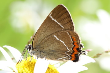 butterfly on a daisy