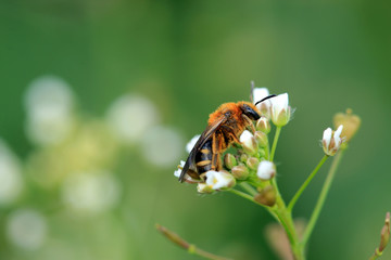 Wildbienen