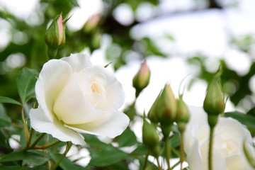 Edle weiße Rosen vor hellen und grünen Hintergrund freigestellt