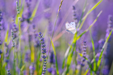 Lavander field in the summer