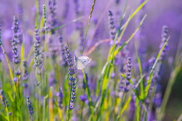 Lavander field in the summer