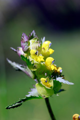 Großer Klappertopf (Rhinanthus serotinus) - Blütenstand