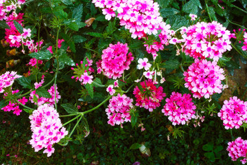 lush green bush of pink and purple verbena flower