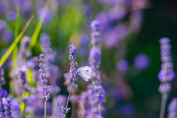 Lavander field in the summer