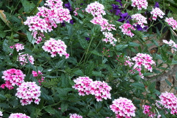 Obraz premium lush green bush of pink and purple verbena flower