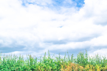 Dutch polder landscape in summer