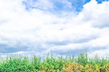 Dutch polder landscape in summer
