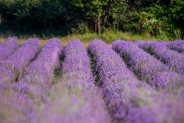 Obraz premium Lavander field in the summer
