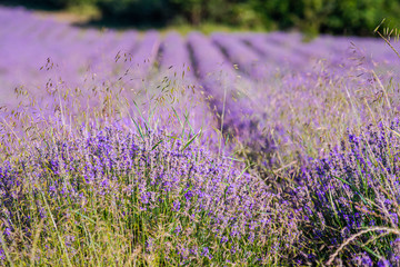 Lavander field in the summer