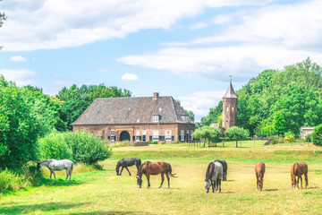 A group of horses eating grass in a Dutch meadow in front of the Dutch traditional village the Ooij in Gelderland, Netherlands