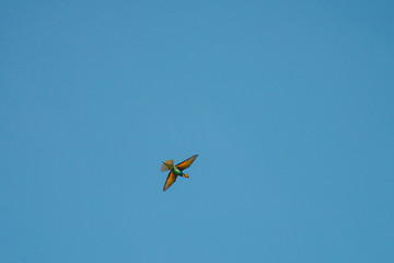 Bee Eater bird