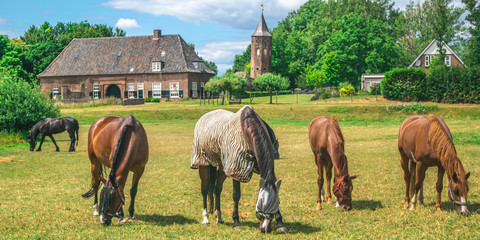 Naklejka na ściany i meble A group of horses eating grass in a Dutch meadow in front of the Dutch traditional village the Ooij in Gelderland, Netherlands