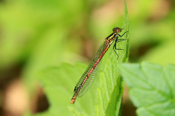 Frühe Adonislibelle