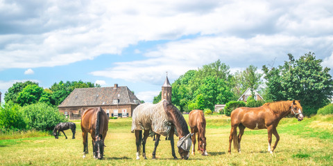 Fototapeta na wymiar A group of horses eating grass in a Dutch meadow in front of the Dutch traditional village the Ooij in Gelderland, Netherlands