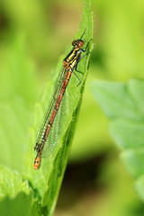 Frühe Adonislibelle