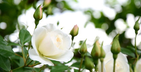 Edle weiße Rosen vor hellen und grünen Hintergrund freigestellt