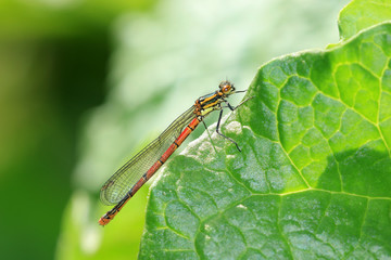 Frühe Adonislibelle