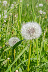 Fototapeta premium Fluffy dandelion head, ripe seeds on a long stem on the nature of green grass. The ripened dandelion flower is a white airy light beautiful among leaves and foliage