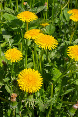 Yellow dandelion flowers, a group of several flowers in nature. Yellow dandelion heads on background of green foliage grass in meadow. vertical photo