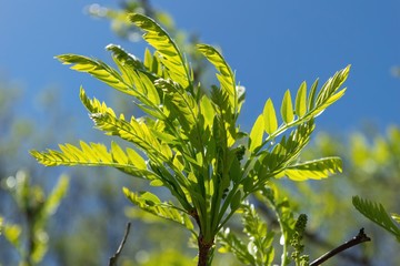 Fresh sprout with small green leaves against a blue sky, on a sunny spring day