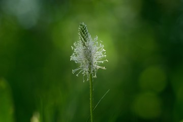The lanceolata plantain (Plantago lanceolata) is a medicinal herb that has anti-cough properties and has anti-inflammatory and antibiotic effects..