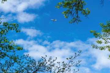 Small aircraft, private jet, traveling across a beautiful blue sky on a sunny day, with leaves and tree branches in the foreground