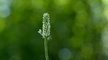 The lanceolata plantain (Plantago lanceolata) is a medicinal herb that has anti-cough properties...