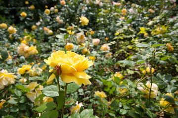 yellow rose flowers in a garden