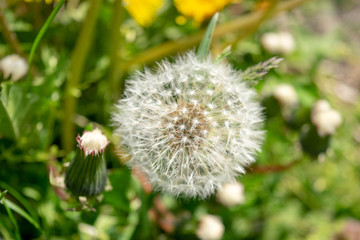 Closeup of dandelions with plenty of seeds, standing in a meadow of lush green grass, on a beautiful and sunny spring day