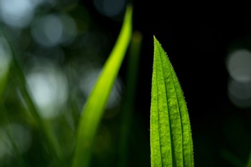The lanceolata plantain (Plantago lanceolata) is a medicinal herb that has anti-cough properties and has anti-inflammatory and antibiotic effects..