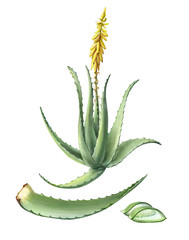 Aloe Vera-Bleistift-Illustration, Isolated on White © Anna Repp