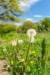 Dandelions with plenty of seeds, standing in a meadow of lush green grass, on a beautiful and sunny spring day