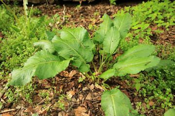 Stumpfblättriger Ampfer