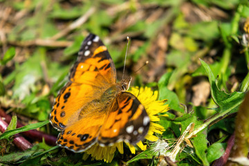 Closeup of a beautiful butterfly with orange & black wings, sitting on a yellow blooming dandelion among lush green grass, on a sunny day