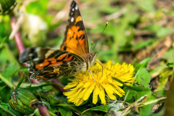 Closeup of a beautiful butterfly with orange & black wings, sitting on a yellow blooming dandelion among lush green grass, on a sunny day