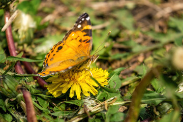 Closeup of a beautiful butterfly with orange & black wings, sitting on a yellow blooming dandelion among lush green grass, on a sunny day