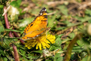 Closeup of a beautiful butterfly with orange & black wings, sitting on a yellow blooming dandelion among lush green grass, on a sunny day