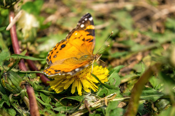 Closeup of a beautiful butterfly with orange & black wings, sitting on a yellow blooming dandelion among lush green grass, on a sunny day
