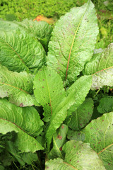 Stumpfbl&auml;ttriger Ampfer