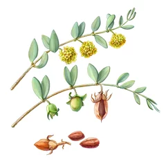 Jojoba-Zweige, Blumen und Nüsse Bleistift-Illustration, Isolated on White © Anna Repp
