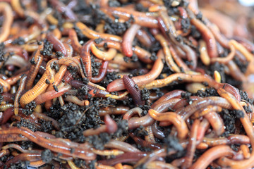 Kompostwürmer (Dendobrena Veneta)